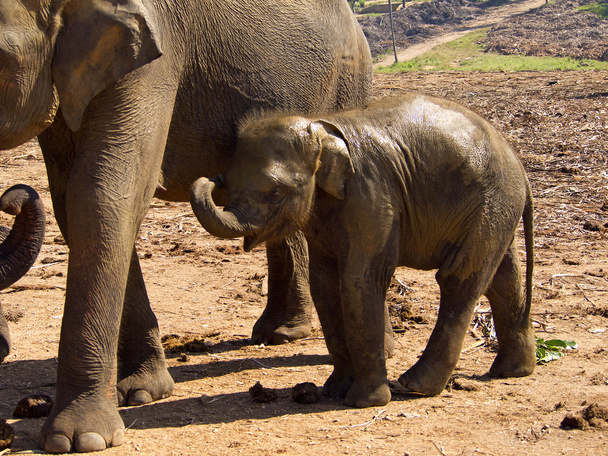 Manada de elefantes en el orfanato
 - Foto, Imagen