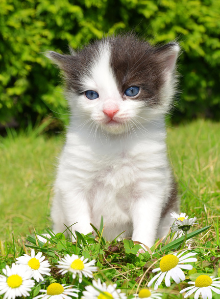 kis macska - Fotó, kép