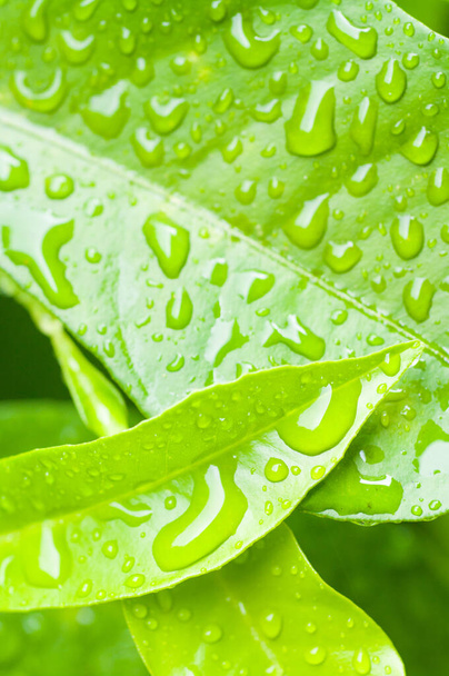 Egy függőleges vízcsepp a növény zöld levelein. - Fotó, kép