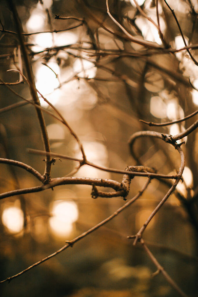 осінній пейзаж, сухе листя, силуети дерев крупним планом
 - Фото, зображення