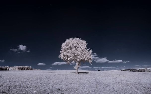 tiro tonificado da paisagem lisa com céu azul e plantas brancas - Foto, Imagem