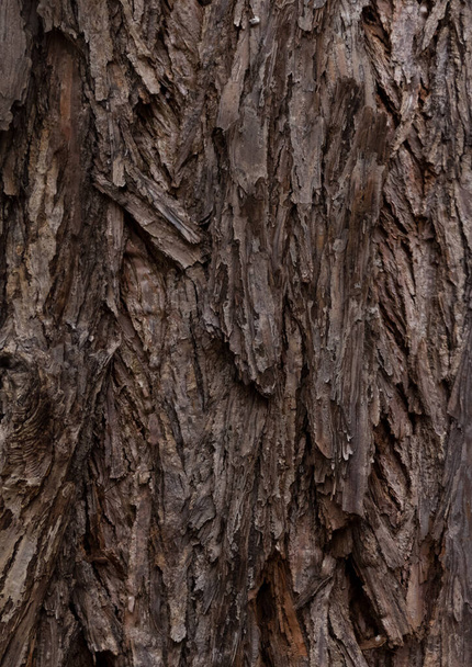 Ağaç kabuğu dokusu, kapat - Fotoğraf, Görsel