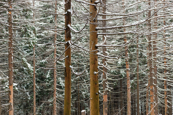 Κομμάτια από έλατα στο χειμερινό χιονισμένο δάσος - Φωτογραφία, εικόνα
