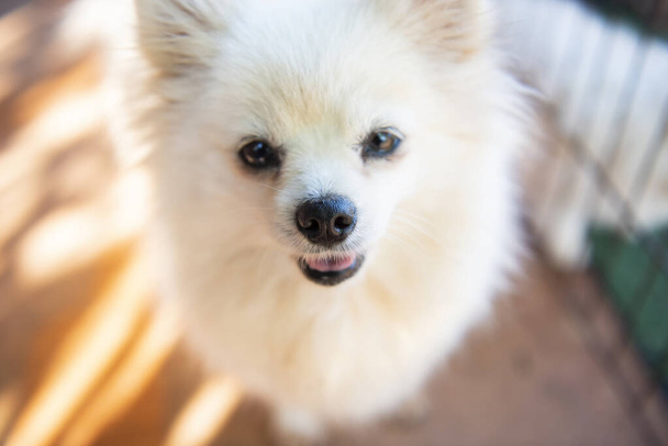 White dog pomeranian, Close up face dog - selective focus - Photo, Image