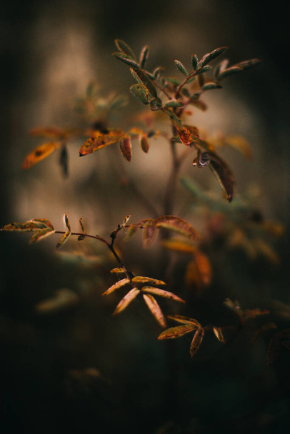 russian autumn forest, plants and flora close-up, beautiful landscape macro photography - Zdjęcie, obraz
