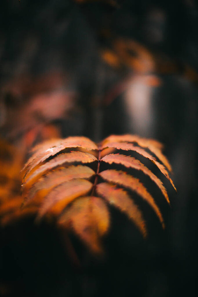 russian autumn forest, plants and flora close-up, beautiful landscape macro photography - 写真・画像