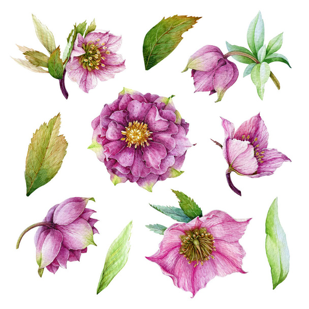 Pink hellebore flower watercolor set. Spring flowers in the full bloom with green leaves illustration collection. Beautiful spring and winter blooming helleborus flower. Isolated on white background - Valokuva, kuva