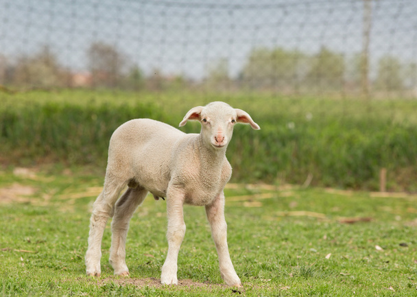 ügyetlen bárány - Fotó, kép