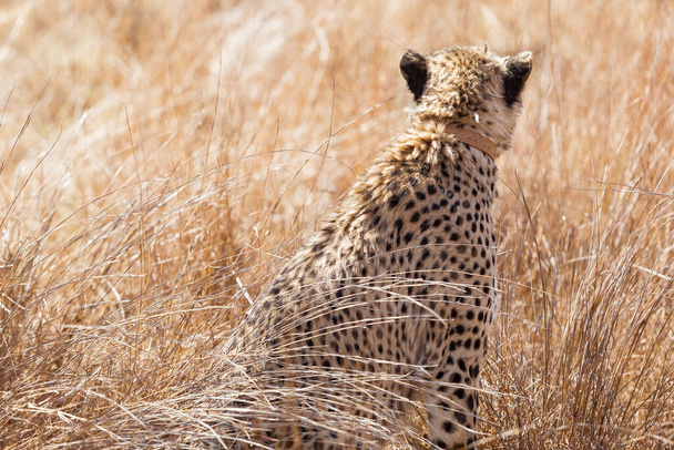 Eine Rückansicht eines schönen afrikanischen Geparden auf Safari in einem südafrikanischen Wildpark - Foto, Bild