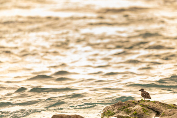 A selective focus shot of cute plover bird foraging on a rocky shore - Zdjęcie, obraz