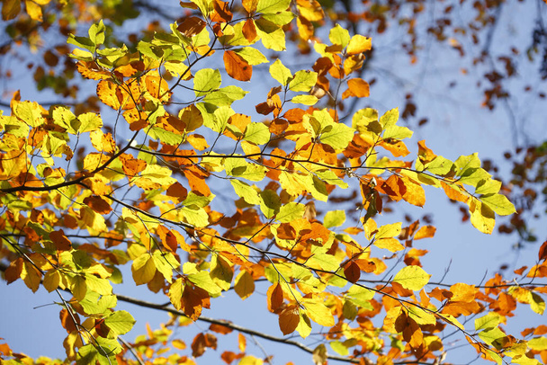 A low angle shot of beautiful colorful autumn leaves - Zdjęcie, obraz