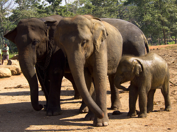 孤児院での象の群れ - 写真・画像