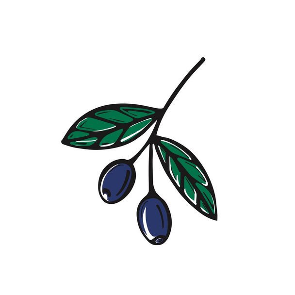  手描きのオリーブの枝。オリーブ。白い背景に独立したベクターイラスト - ベクター画像