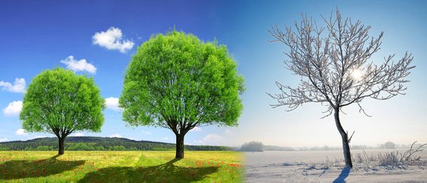 Trees in winter and spring landscape with blue sky. Concept of change season. - Photo, Image