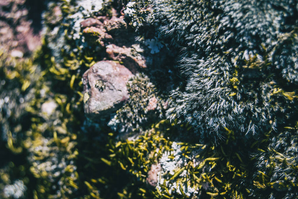 Weicher Flaum aus grauem Moos auf einem Felsen, umgeben von kleinen Haaren aus grünem Moos, die an einigen Bergsteinen hängen. - Foto, Bild