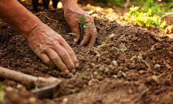 closeup hand of senior person holding abundance soil with young plant in hand for agriculture or planting peach nature concept. - Foto, Bild