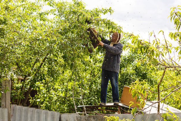 Een zwerm bijen zittend op een tak van een berkenboom - Foto, afbeelding