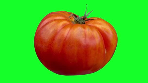 Frische rote Raf-Tomate auf grünem Hintergrund - Filmmaterial, Video