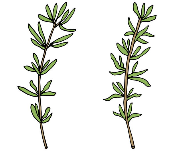 Ручной рисунок тимьяновой ветви, выделенный на белом фоне. Векторная иллюстрация. - Вектор,изображение