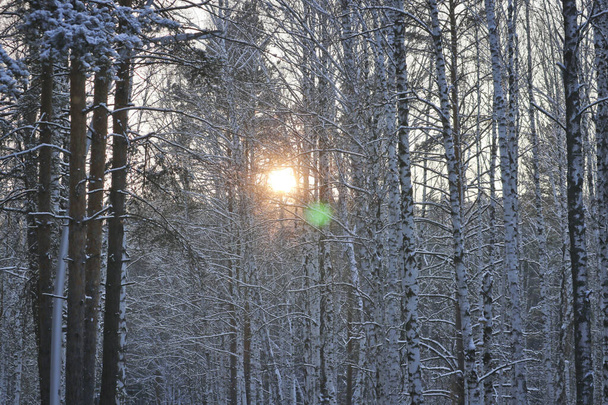 Árboles cubiertos de nieve en un parque de invierno. El sol es visible a través de las ramas de los árboles. Fondo de invierno. - Foto, Imagen