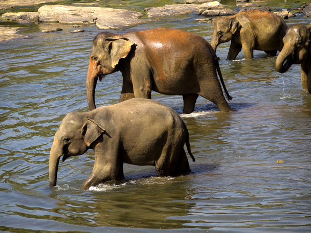 olifant zwemmen in het weeshuis - Foto, afbeelding