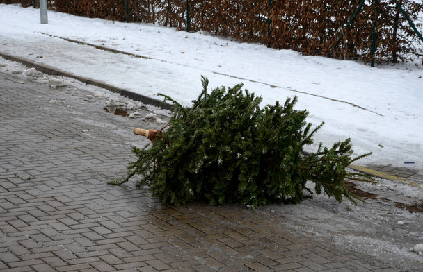 Na Kerstmis staan er genoeg kerstbomen op straat en in vuilnisbakken. Voordat ze naar de verbrandingsoven van de elektriciteitscentrale worden gebracht, liggen ze op de weg en brengen het verkeer in gevaar. - Foto, afbeelding