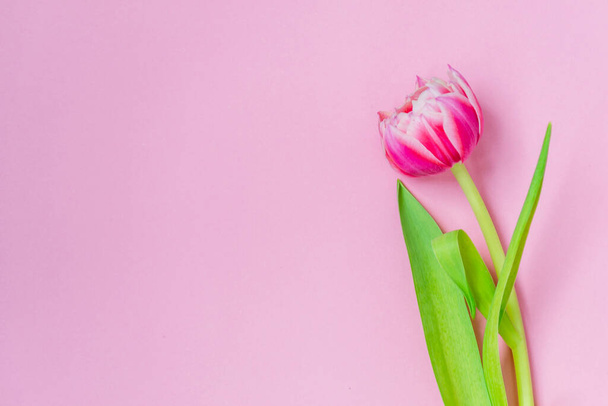 Pink tulips on a pink background. Flat lay, top view. Valentine background. Spring mood. Horizontal, copy space - Photo, image
