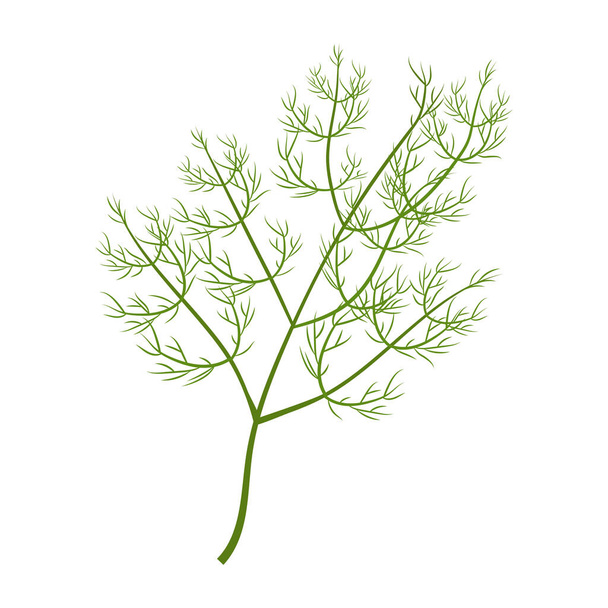 Brunch d'aneth frais vert isolé sur fond blanc illustration vectorielle. Style plat, ingrédient coloré, garniture à base de plantes. - Vecteur, image