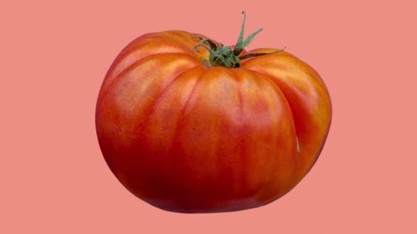 Verse rode raf tomaat op effen roze achtergrond - Video