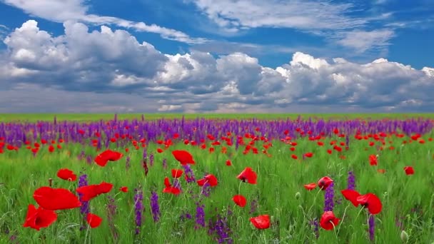 Poppy flowers - Footage, Video