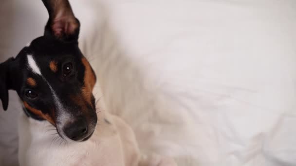 Jack Russellin koira valkoisella sängyllä. Kopioi tilaa. Lemmikkieläinten käsite - Materiaali, video