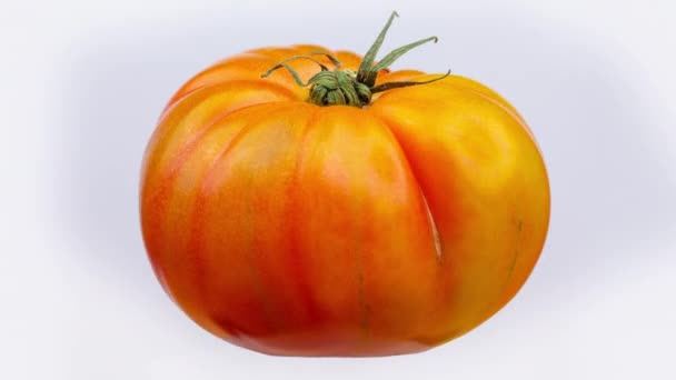 Frische rote Raf-Tomate auf schlichtem weißen Hintergrund - Filmmaterial, Video