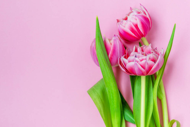 Pink tulips on a pink background. Flat lay, top view. Valentine background. Spring mood. Horizontal, copy space - Фото, зображення