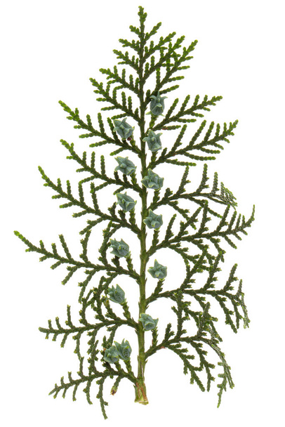 Green arborvitae branch isolated on the white background, thuja branch,  isolated on white backgroun - Foto, Imagem