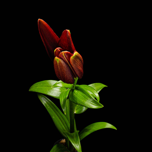 Flower of dark red lily, isolated on black background - Фото, зображення