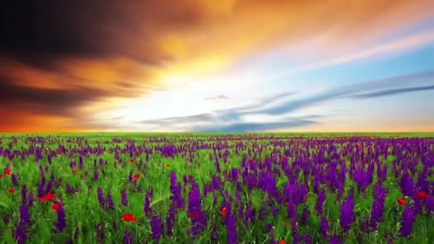 flores púrpuras - Metraje, vídeo