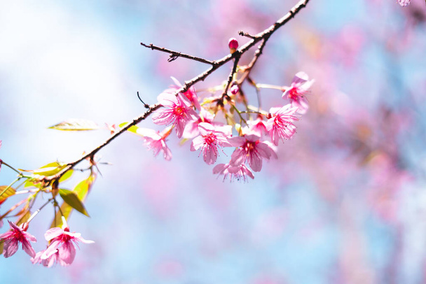 Весенний день, Розовые цветы в лесу против яркого неба - Фото, изображение