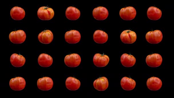 Rode tomaten op een rij draaiend tegen een zwarte achtergrond - Video