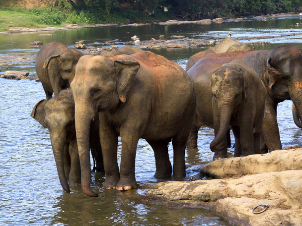 Baño de elefantes en el orfanato
 - Foto, Imagen