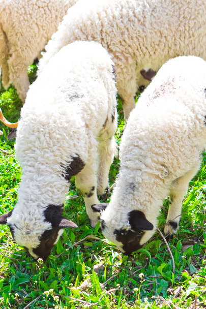 gyönyörű bárány a mezőben - Fotó, kép