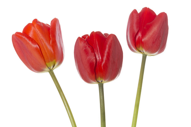 drei rote Tulpen auf weißem Hintergrund - Foto, Bild