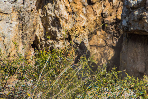 Νεογνά λεοπάρδαλης σε μερικούς σχηματισμούς πετρωμάτων. - Φωτογραφία, εικόνα
