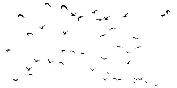 Silhuetas de um rebanho de gaivotas em busca de comida. Ilustração vetorial - Vetor, Imagem