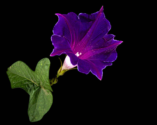 Λουλούδι της ιπομόαιας, ιαπωνική δόξα πρωί, convolvulus, απομονώνονται σε μαύρο φόντο - Φωτογραφία, εικόνα