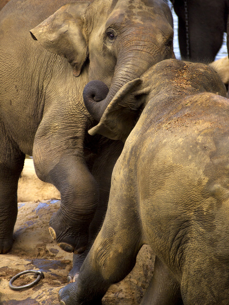 Baño de elefantes en el orfanato
 - Foto, Imagen