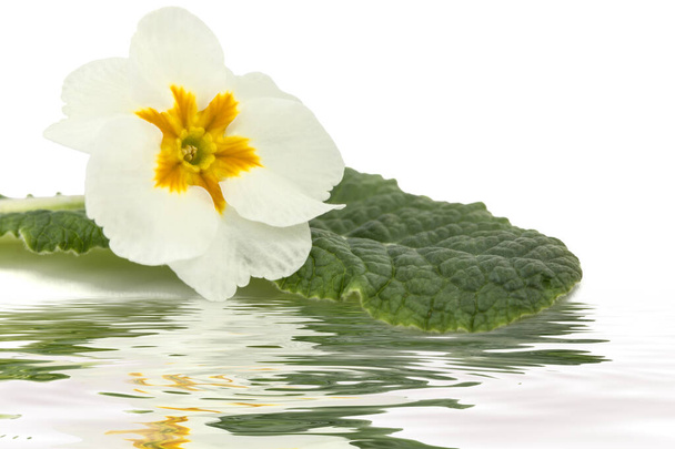 Цветок первоцвета, отражение на поверхности воды, изолированный на белом фоне - Фото, изображение
