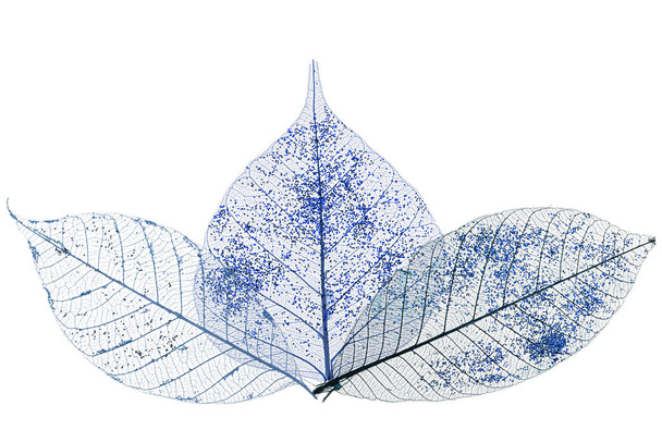 Три скелетних листя ізольовані на білому тлі
 - Фото, зображення