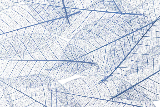 Фон из скелетонизированных листьев изолирован на белом - Фото, изображение