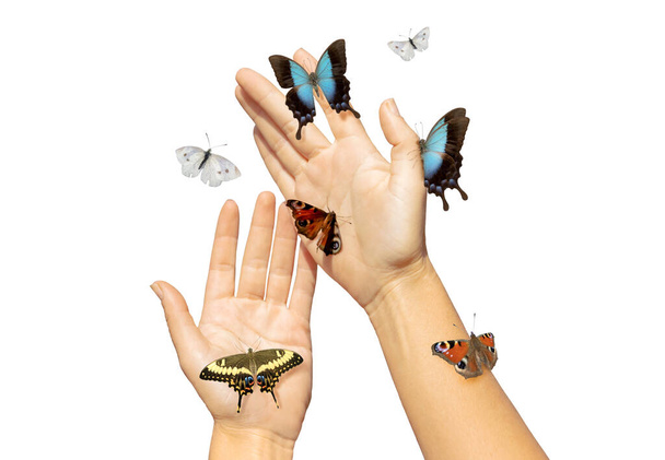 schöne weibliche Hände und Schmetterlinge isoliert auf weißem Hintergrund - Foto, Bild