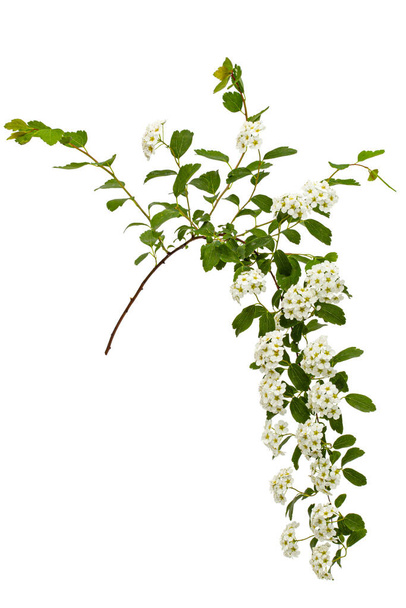 Virágok Spirea aguta vagy menyasszony koszorú, elszigetelt fehér alapon - Fotó, kép